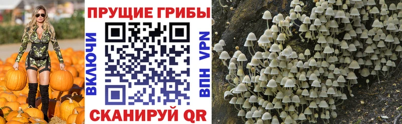 Галлюциногенные грибы прущие грибы  закладки  mega ТОР  Устюжна 